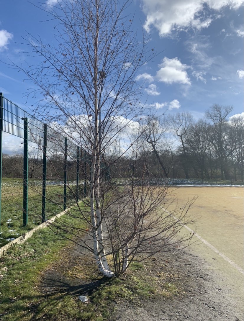 MichelleOlner's tweet image. Nature reclaiming this abandoned astroturf pitch near where I live