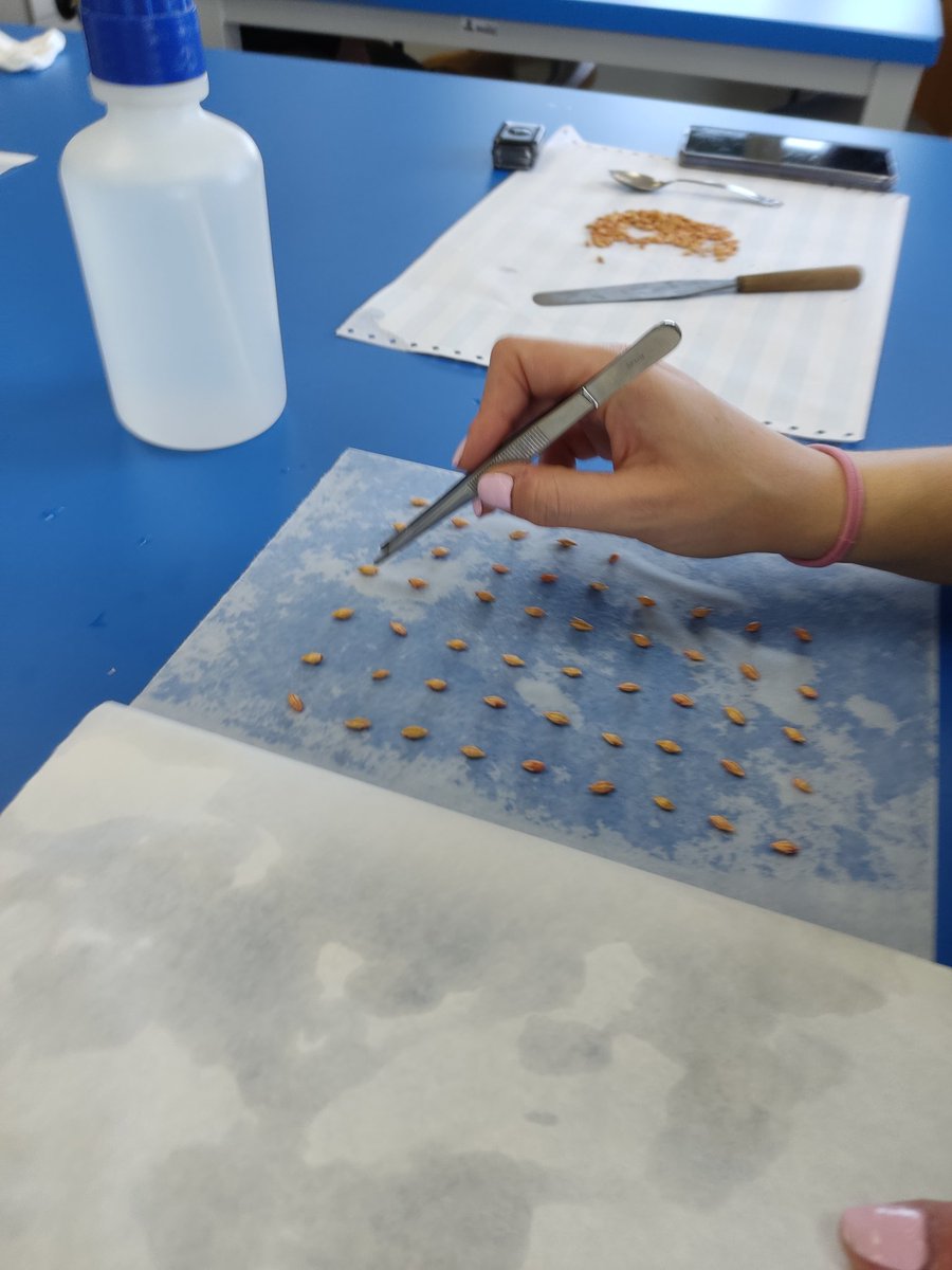 Pablo95065613's tweet photo. Hoy hemos pasado la mañana aprendiendo sobre semillas herbáceas, y como cultivarlas.
@etsiaab #IngAgr @natureloveshide #UPM #universidad https://t.co/4c0XRpxkk5