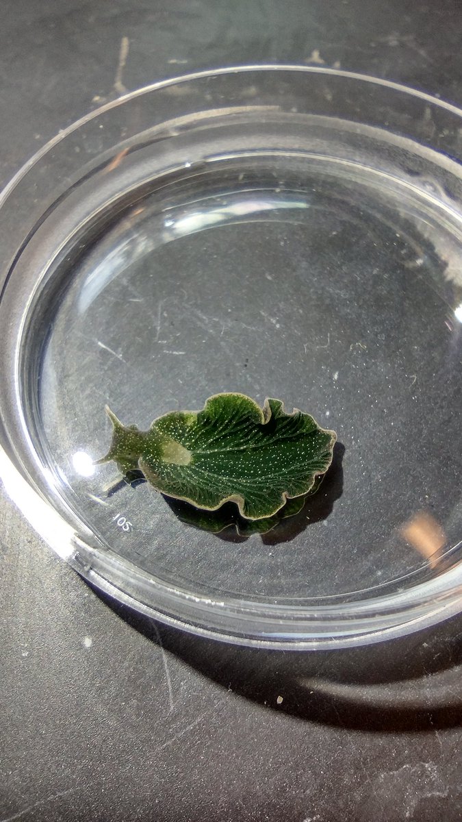 Jenny McCarthy-Taylor, PhD (@jbmccarthy1001) on Twitter photo Had a wonderful visitor in lab today!!
Thanks MRC!! <a href="/MBLScience/">Marine Biological Laboratory (MBL)</a> Had a wonderful visitor in lab today!!
Thanks MRC!! <a href="/MBLScience/">Marine Biological Laboratory (MBL)</a>