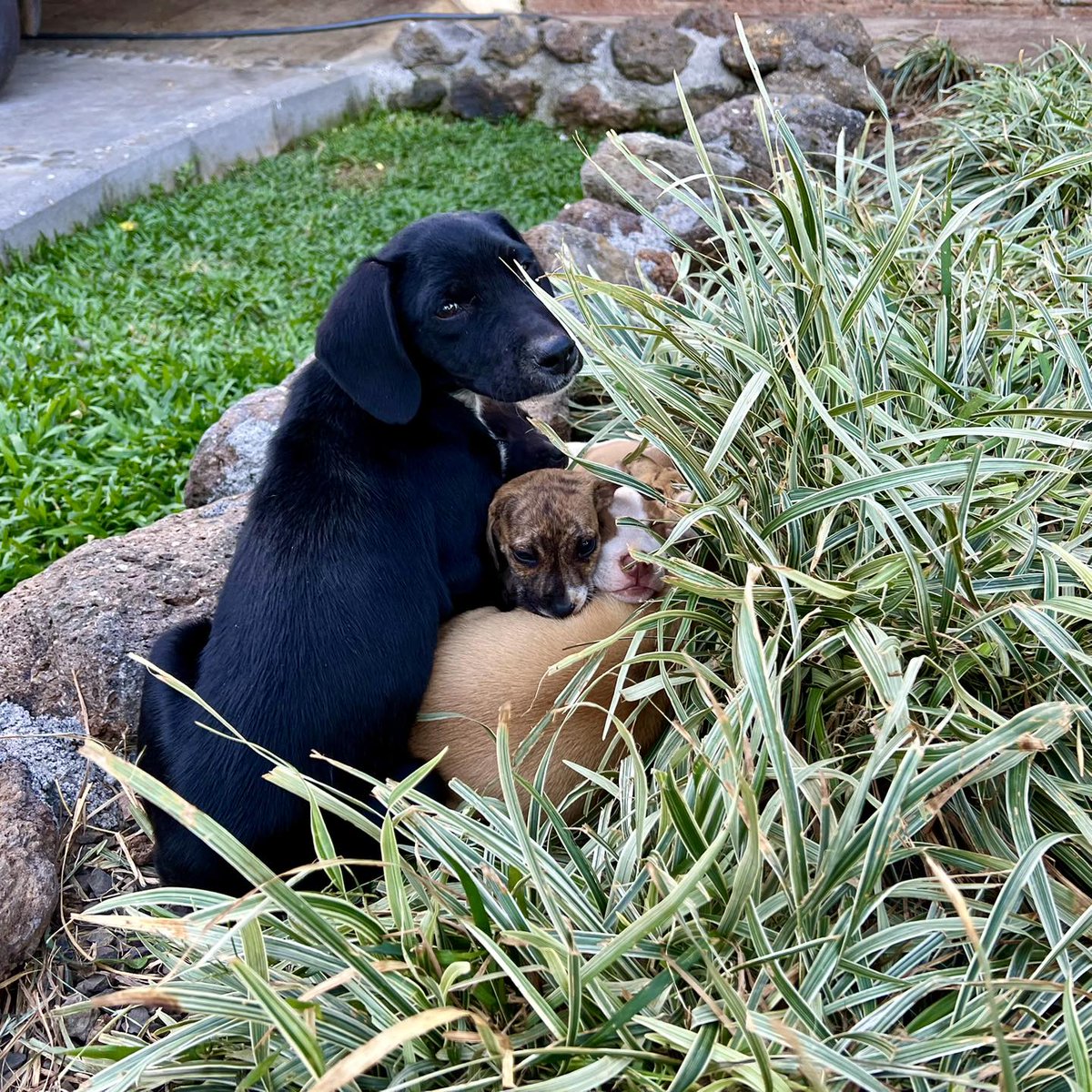 “Álvaro caught us among the garden plants… If someone asks, we’ll just say some whirlwind threw us in here…”

#LifeAtLandOfTheStrays