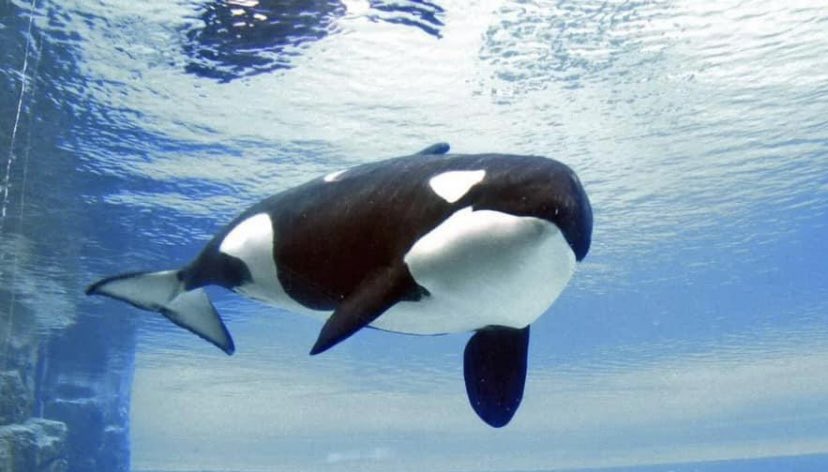 BREAKING: Kiska, MarineLand’s last orca has died. #RIPKiska

Orcas & dolphins don’t belong in captivity. Why then does the UK support this abuse through its travel industry? 

Absolutely heartbroken and my worries are now for Lolita captive in #MiamiSeaquarium 

@ConservativeAWF