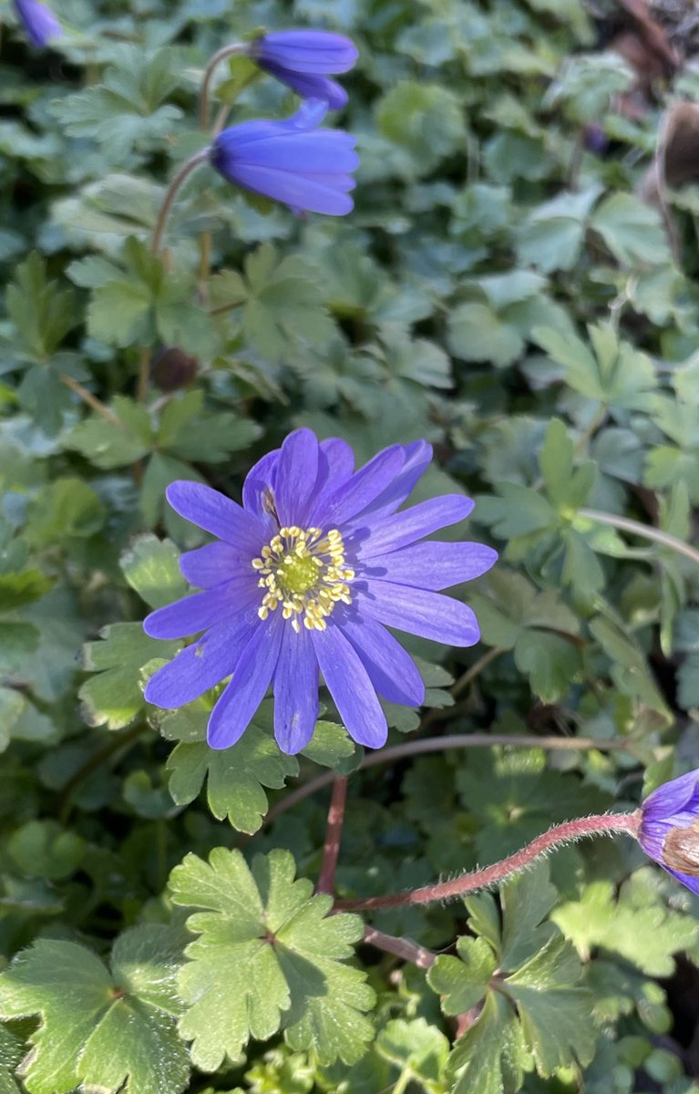 69/365 Grecian windflowers (anemone) #365in2023 #flowerphotography #flowers #gardenlife #plantlife #iPhonegraphy #Spring2023 #SignsofSpring