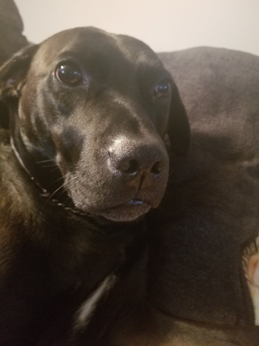 cherann49's tweet photo. Friday boop snoot #blacklabs #RescueDogs #AdoptDontShop #labpitt https://t.co/3ThaQ3cOYl