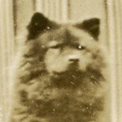 Franco American Digital Archives tweet media