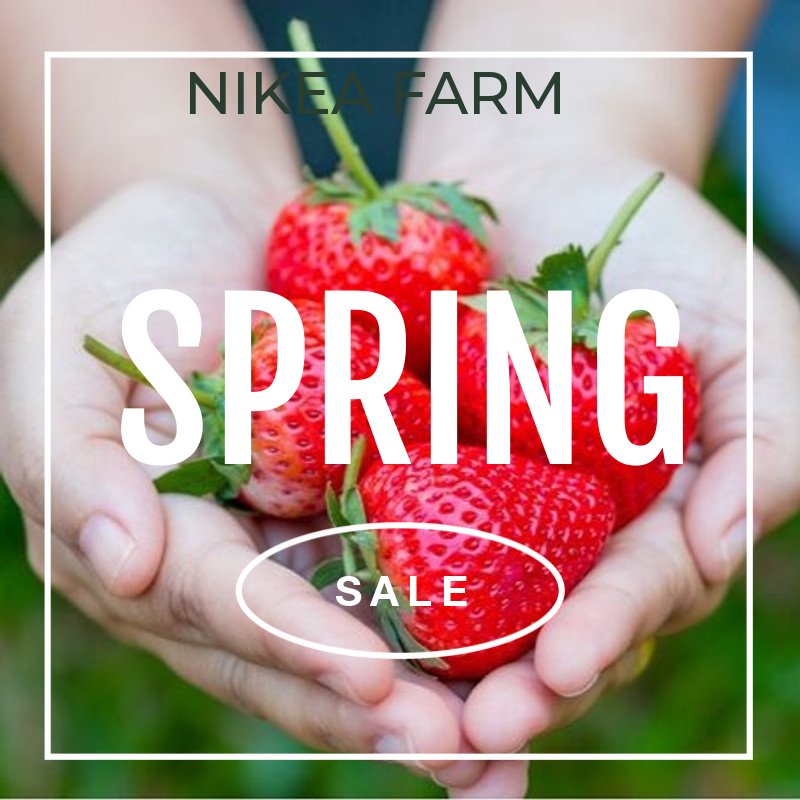 #strawberry 
#nikeafarm