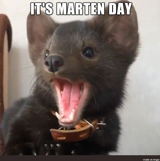 Daily Dose Of Marten On Twitter I ll Be Doing A Charity Stream To daily-dose-of-marten-on-twitter-i-ll-be-doing-a-charity-stream-to