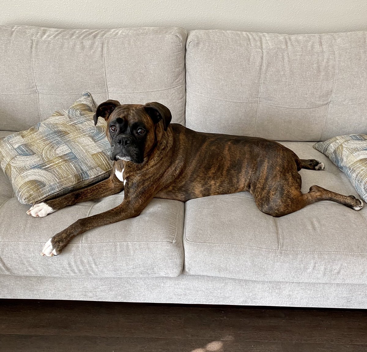saltyriptides's tweet photo. Happy Friday, Friends!
Love, Ruby the Turd ππΎβπ» #FrogLegFriday #boxer #boxerdog #dogs #love #puppy #DogsofTwittter @dogcelebration @bluezed2003 @boxer_sacha @k9kayaks @FL_Boi321 @spacejunkcds https://t.co/K6LYzBdEGD