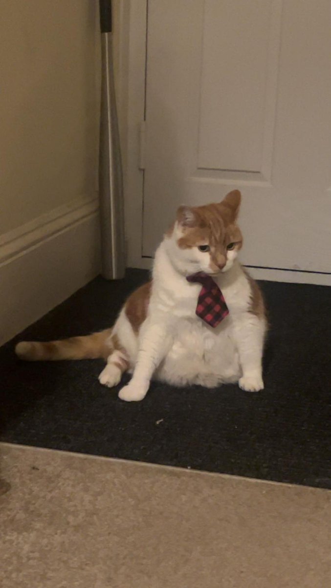 Folks who know me will maybe know my son's cat Treacle who hangs out at the railway station. He's just come through the cat flap wearing a tie... 🙀🚉😂  #CatsOfTwitter #Plymouth #mystery