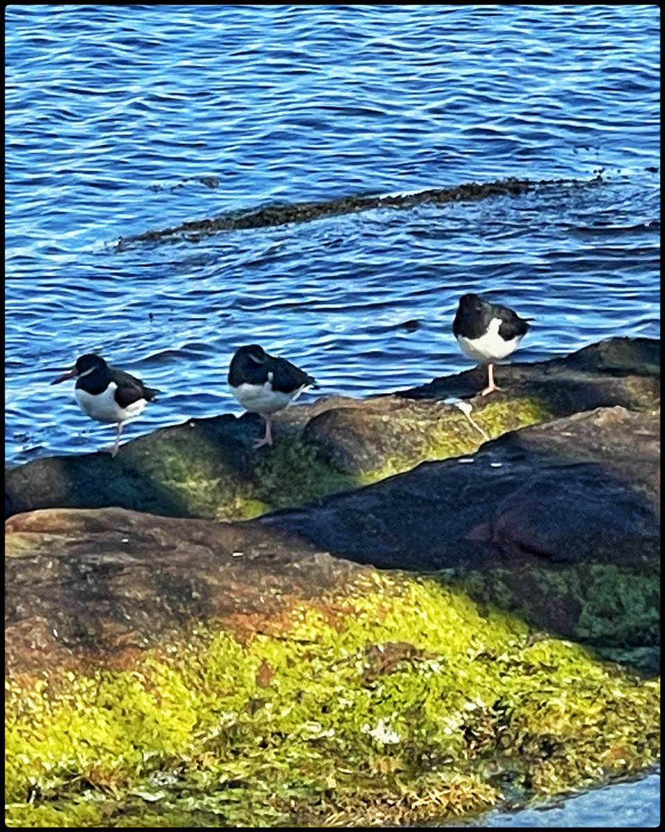 Had a trip over to Bute today and walked part of the West Island Way. While there, I saw these 3 oystercatchers all posing on a rock, although 2 turned their heads when I got my phone out 🙄
#ArgyllandBute #Bute #Oystercatcher #Bird #Scotland #WestIslandWay