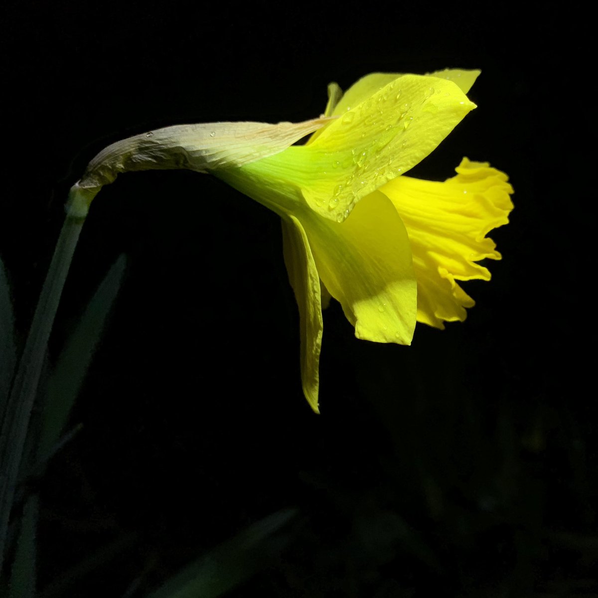 Braveheart 

#betthupferlbild