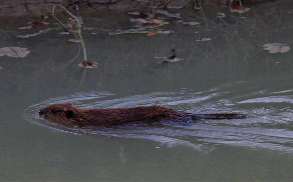 Catriona Leven tweet media