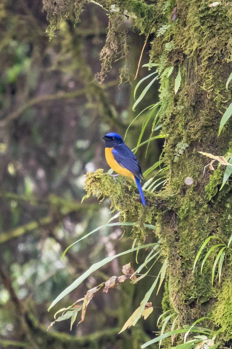 Roufous Bellied Niltava from Sikkim ! #photography #ThePhotoHour #IndiAves #birdphotography #BirdsofIndia #birdwatching #SonyAlpha #TamronIndia #sikkim