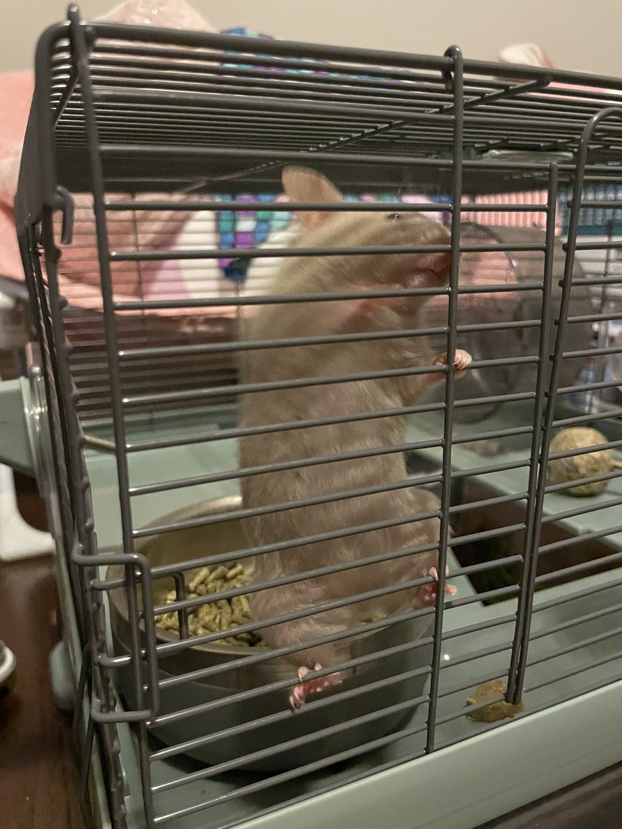 jennyBun's tweet photo. @birlap_ My hamster likes to read  #biranimal #birpet https://t.co/SpNMZh5PeO