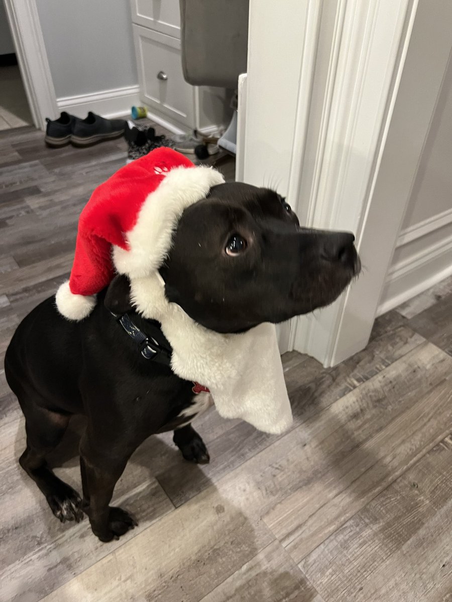 smartroz's tweet image. Look at our sweet beautiful pittie, #TyTy