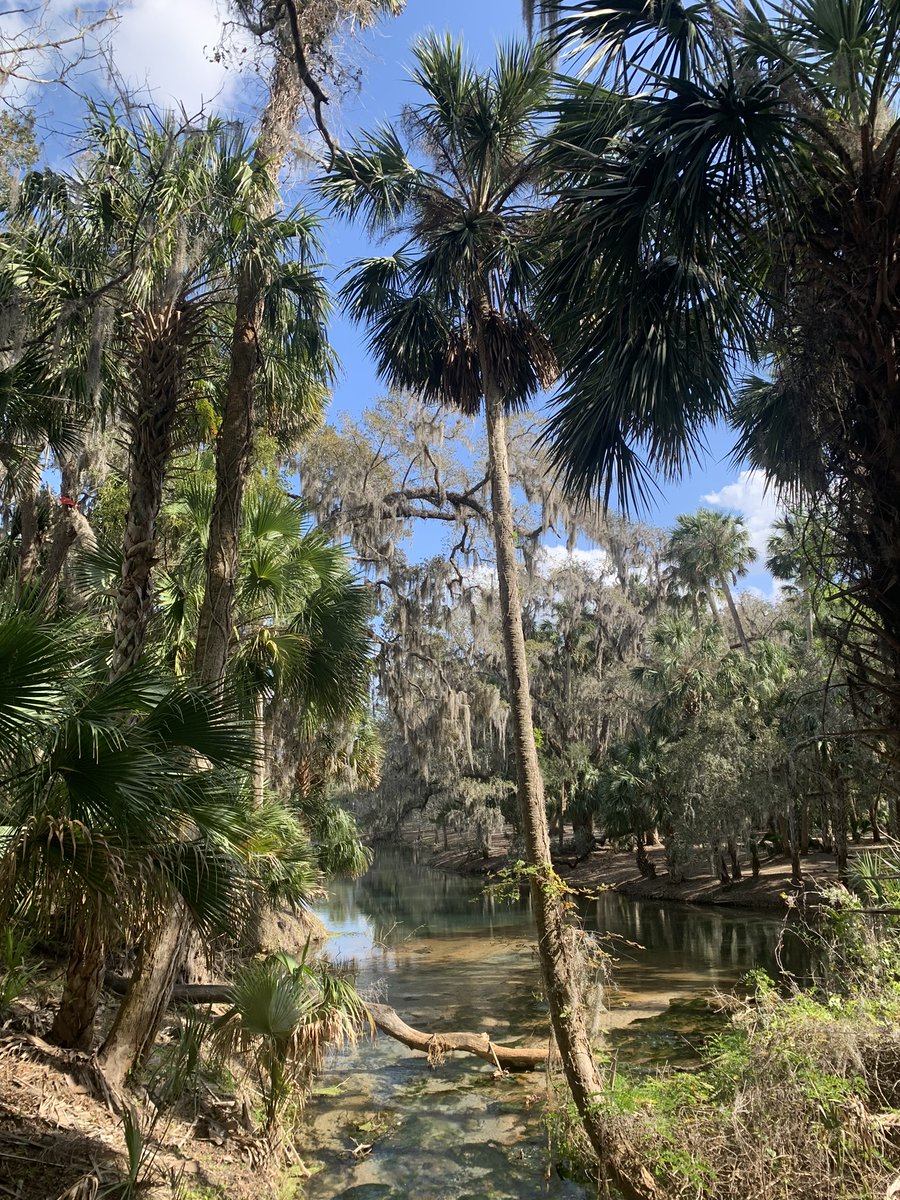 Gemini Springs in Central Florida.  Great break while picking up some more plants for the nursery.  

#Geminisprings #Wildflorida #Realflorida #Palmtrees #FloridaPalms #FloridaSprings
