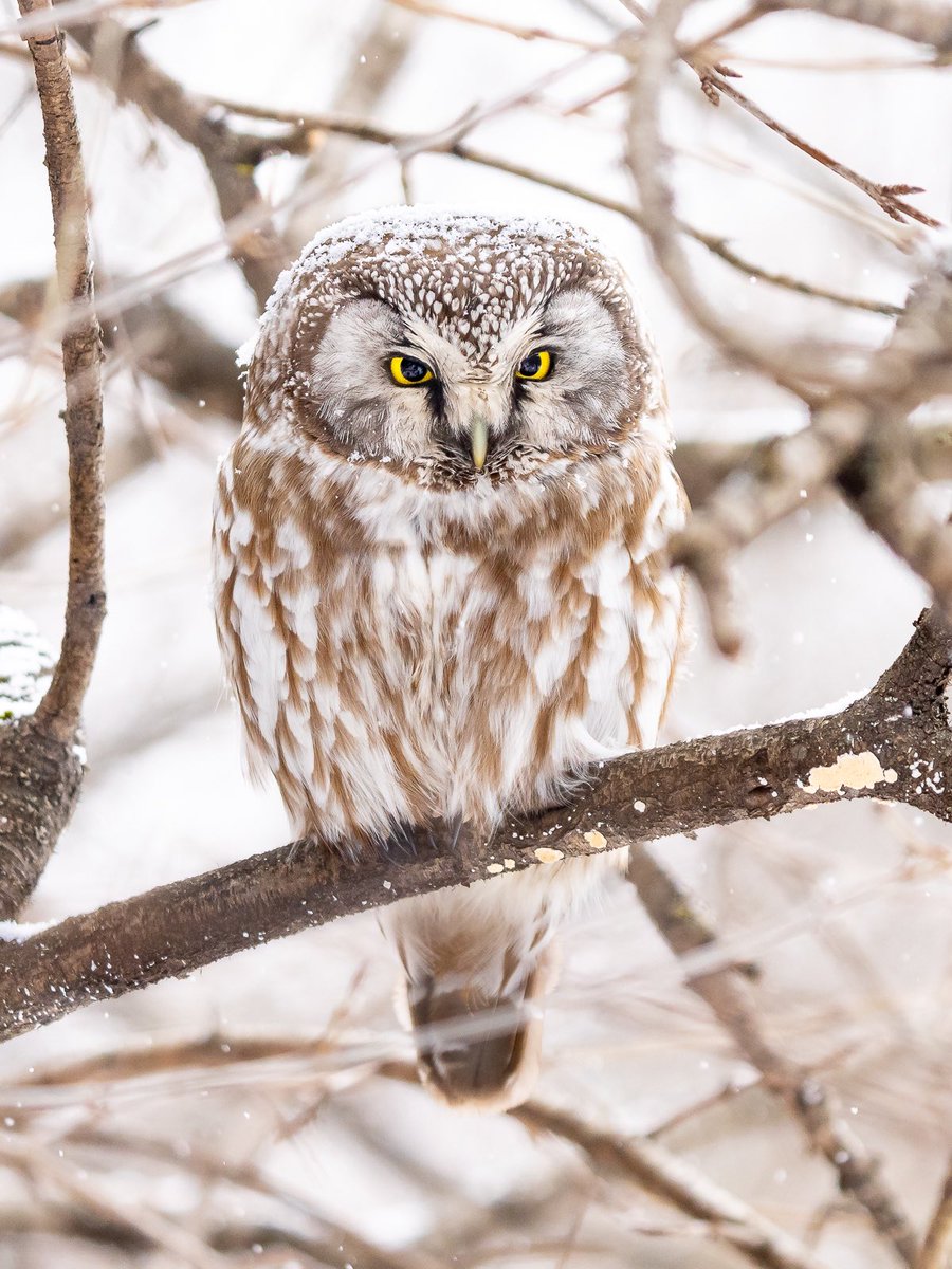 davidlei's tweet photo. Boreal owl with a layer of snow on its gorgeous little head. (Last month in Quebec, Canada) 🦉🇨🇦

#birds #birdwatching #nature #wildlife https://t.co/tE5JI2IvEk