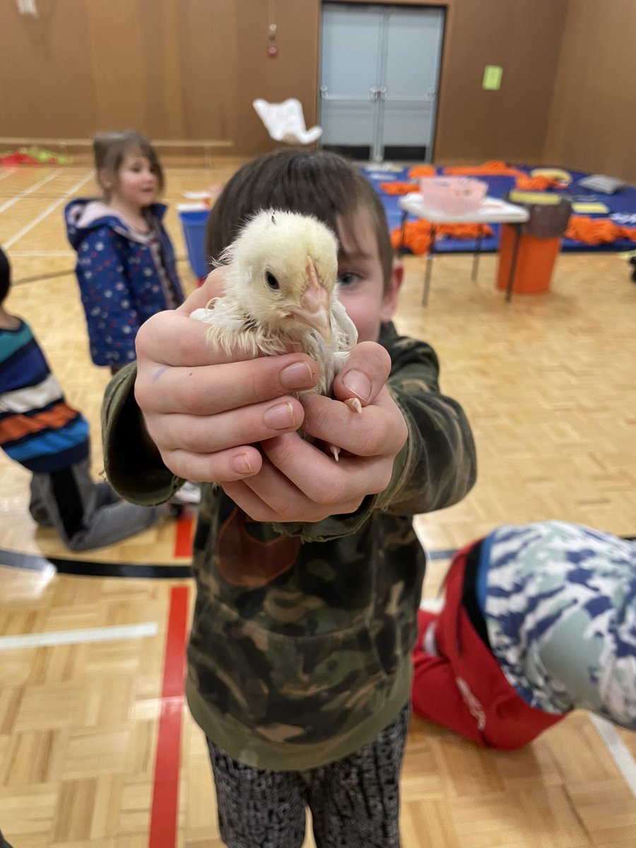 2 sheep and 6 chickens walked into the Likely Gym… I don’t know the end to the joke, but I do know we had fun 🐑🐥<a href="/Likelylynx/">Likely School</a>