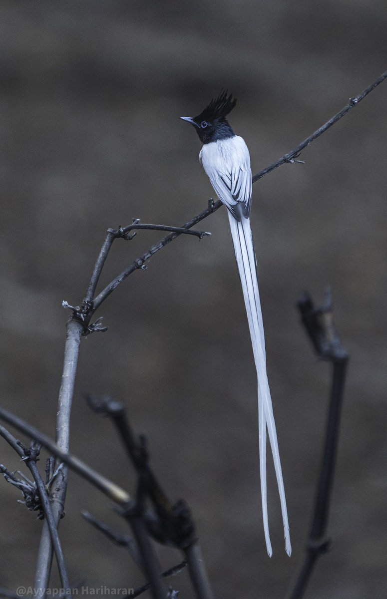 passivelyactive's tweet image. Always good to sight the “Paradise Flycatcher”. Even more better if you get it in a clean background
Pic taken at Pench National Park.
Have a lovely weekend.
#IndiAves #BBCWildlifePOTD #natgeoindia #SonyAlpha #ThePhotoHour @MPTourism @incredibleindia