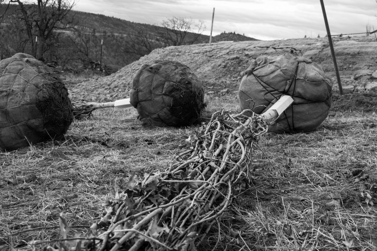The climate at the vineyard can be harsh and unforgiving at times, requiring us to give extra attention and care to our new oak trees. They must be planted at just the right depth, with mulch and microryza, and then staked firmly. 
#vineyard #trees #oaktree #treeplanting #mulch