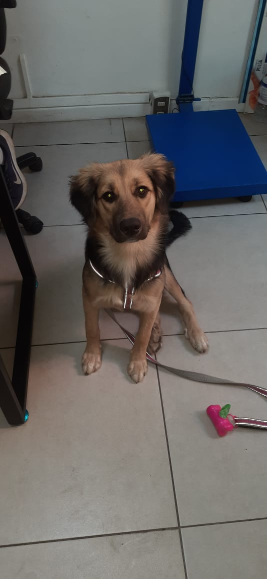 fundacionikigai's tweet photo. Quien le puede dar un espacio a leidy porfavor ella necesita una familia definitiva, 6 meses esperando que alguien la adopte porfavor 🙏
Puede vivir en depto, se lleva con perros y gatos porfavor 🙏🙏
+56987446146 https://t.co/4wqJRqvP1H