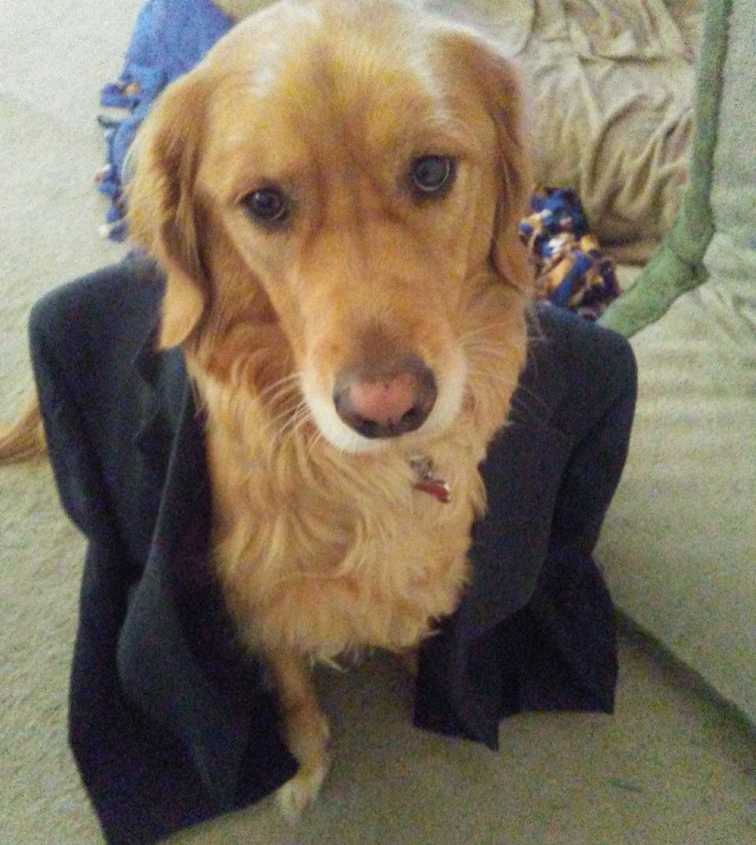 Goldie_Vegas's tweet photo. Can we play The Blue Jackets on our way home? #threetogo #homenextweek #loveGoldie https://t.co/GvXUGFgASM