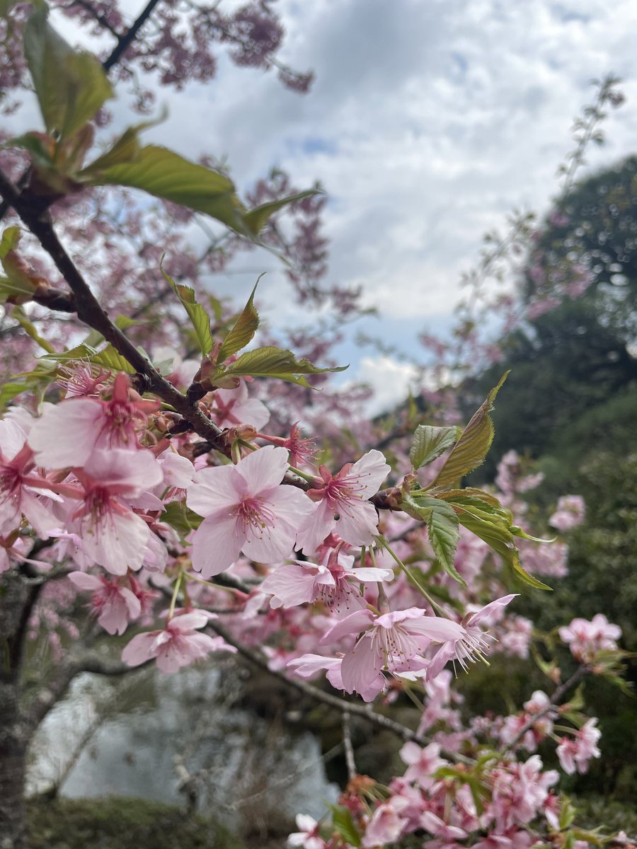 reresda's tweet photo. Hello cherry blossom🌸🌸😍☺️ https://t.co/dQ0ixiayo0