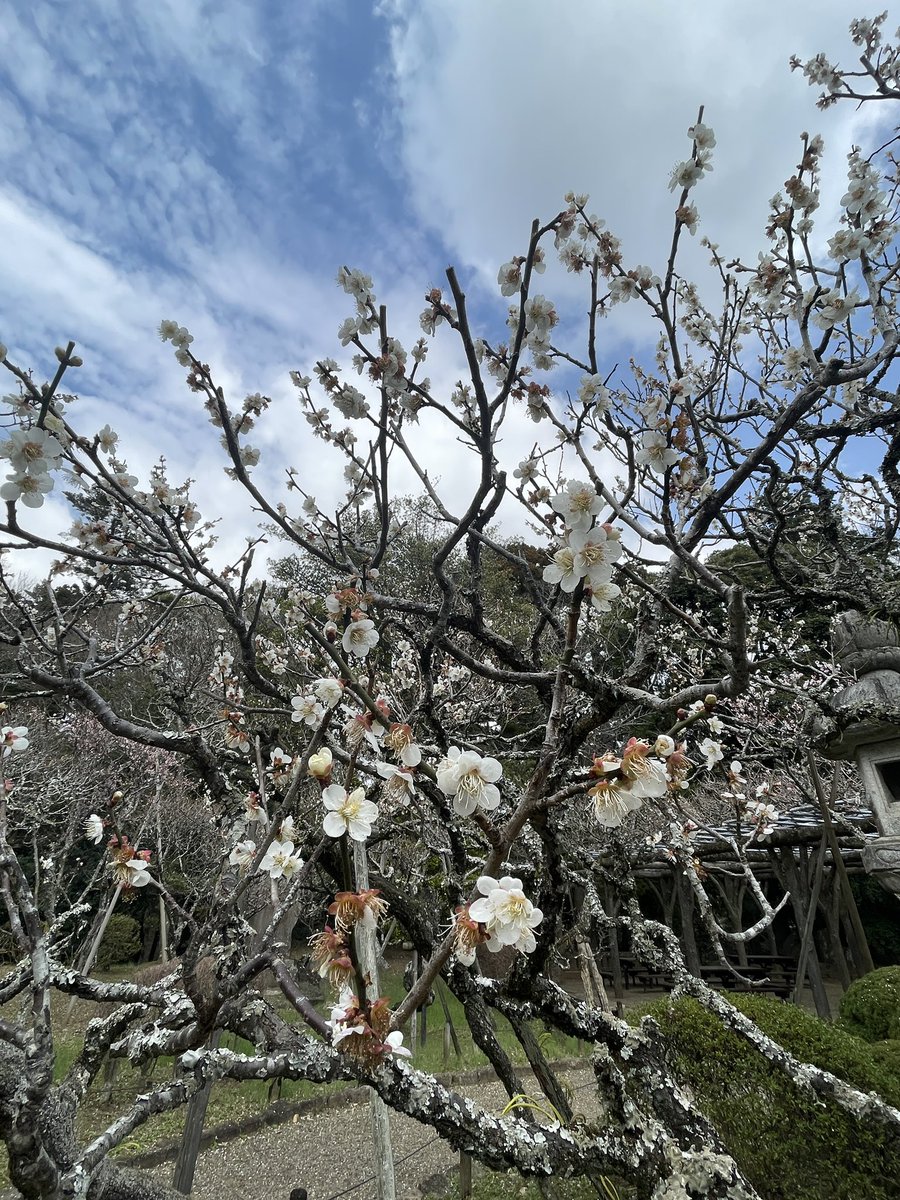 reresda's tweet photo. Hello cherry blossom🌸🌸😍☺️ https://t.co/dQ0ixiayo0