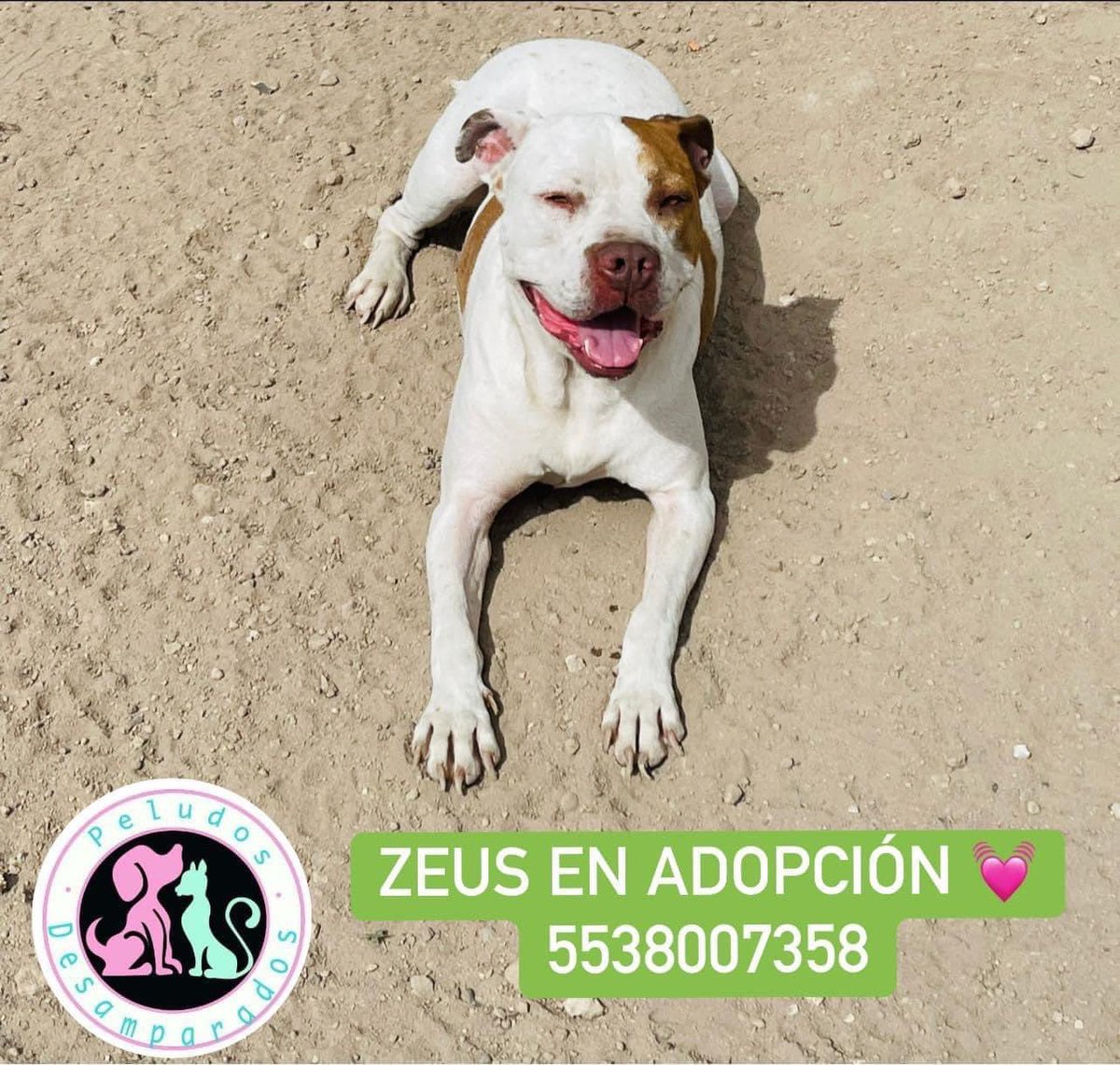 Peludos Desamparados (@plu2desampara2) on Twitter photo .<a href="/Plu2Desampara2/">Peludos Desamparados</a> #Zeus era golpeado severamente todos los días, hoy tiene un lugar seguro y amoroso a más de 1año en el albergue aún no encuentra familia ni padrino para sus croquetas a pesar de las promesas recibidas en su rescate. #Dona #Apadrina #Comparte #apoya .<a href="/Plu2Desampara2/">Peludos Desamparados</a> #Zeus era golpeado severamente todos los días, hoy tiene un lugar seguro y amoroso a más de 1año en el albergue aún no encuentra familia ni padrino para sus croquetas a pesar de las promesas recibidas en su rescate. #Dona #Apadrina #Comparte #apoya