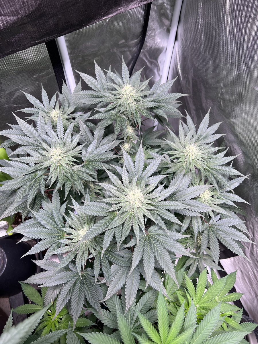 Prayer Glue; day 34. 

<a href="/mmspupil/">MMS</a> 
<a href="/Mmemberville_/">#Mmemberville Community 🍃</a> 
<a href="/DYNOMYCO/">DYNOMYCO</a> 
<a href="/HLGLED/">Horticulture Lighting Group</a> 

#growyourown