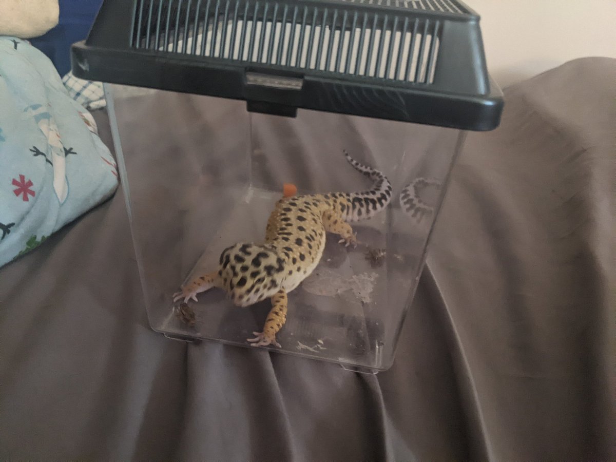 Zintlion tweet media