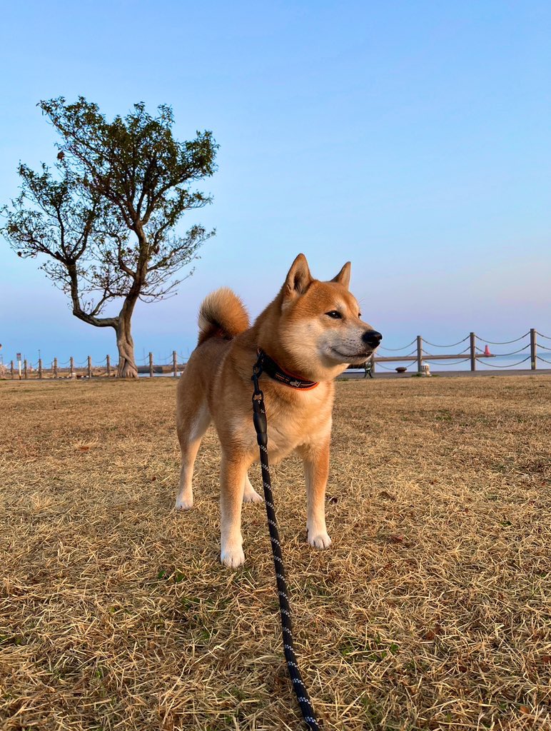 #東日本大地震から12年 
#柴犬 #shibainu #犬 #dogs 

忘れてないよ

がんばれ東北！

がんばろう日本🇯🇵 https://t.co/24d7L9NMXE