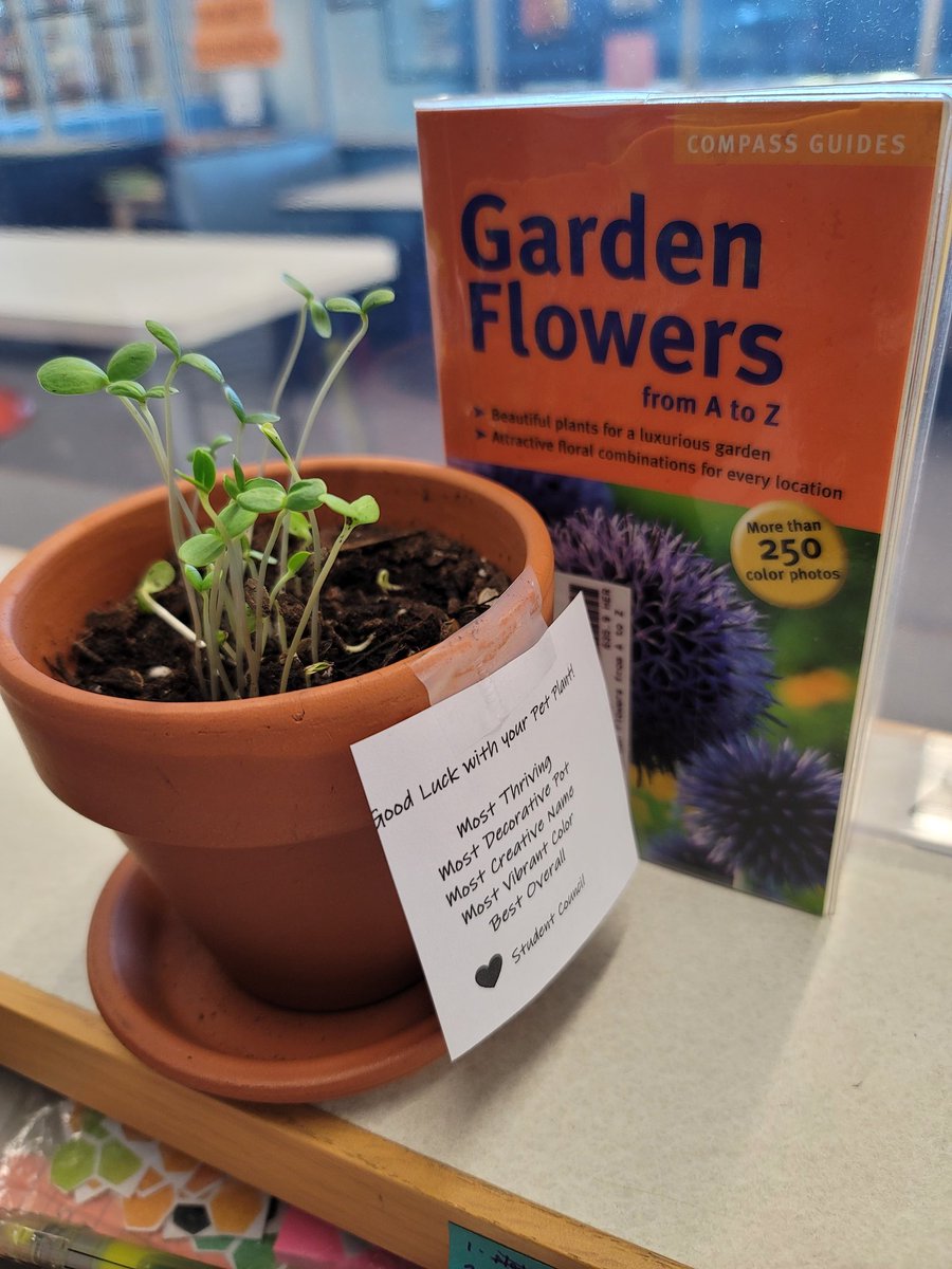 Brandeis HS Library (@brandeishslib) on Twitter photo One week in and our library #petplant is living the life in the library! <a href="/brandeis_stuco/">Brandeis High School Student Council</a> #petplantblog One week in and our library #petplant is living the life in the library! <a href="/brandeis_stuco/">Brandeis High School Student Council</a> #petplantblog