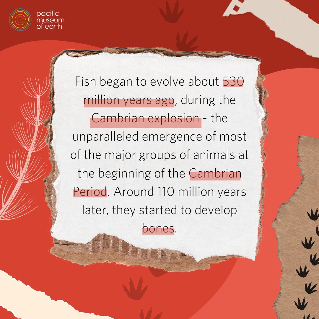 PMEUBC's tweet image. Scientists are unsure of what caused the #CambrianExplosion 🎇
Some point to a steep rise in oxygen while others argue that it sprang from the development of some key evolutionary innovation, such as vision 👁️
#fossilcollector #sciencematters #museumgram #sciencelife