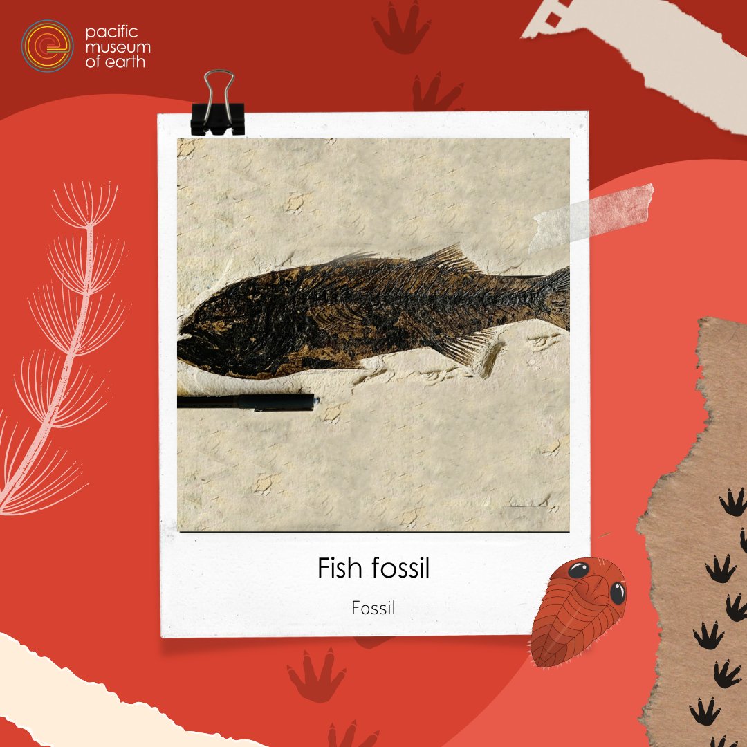 PMEUBC's tweet image. Scientists are unsure of what caused the #CambrianExplosion 🎇
Some point to a steep rise in oxygen while others argue that it sprang from the development of some key evolutionary innovation, such as vision 👁️
#fossilcollector #sciencematters #museumgram #sciencelife