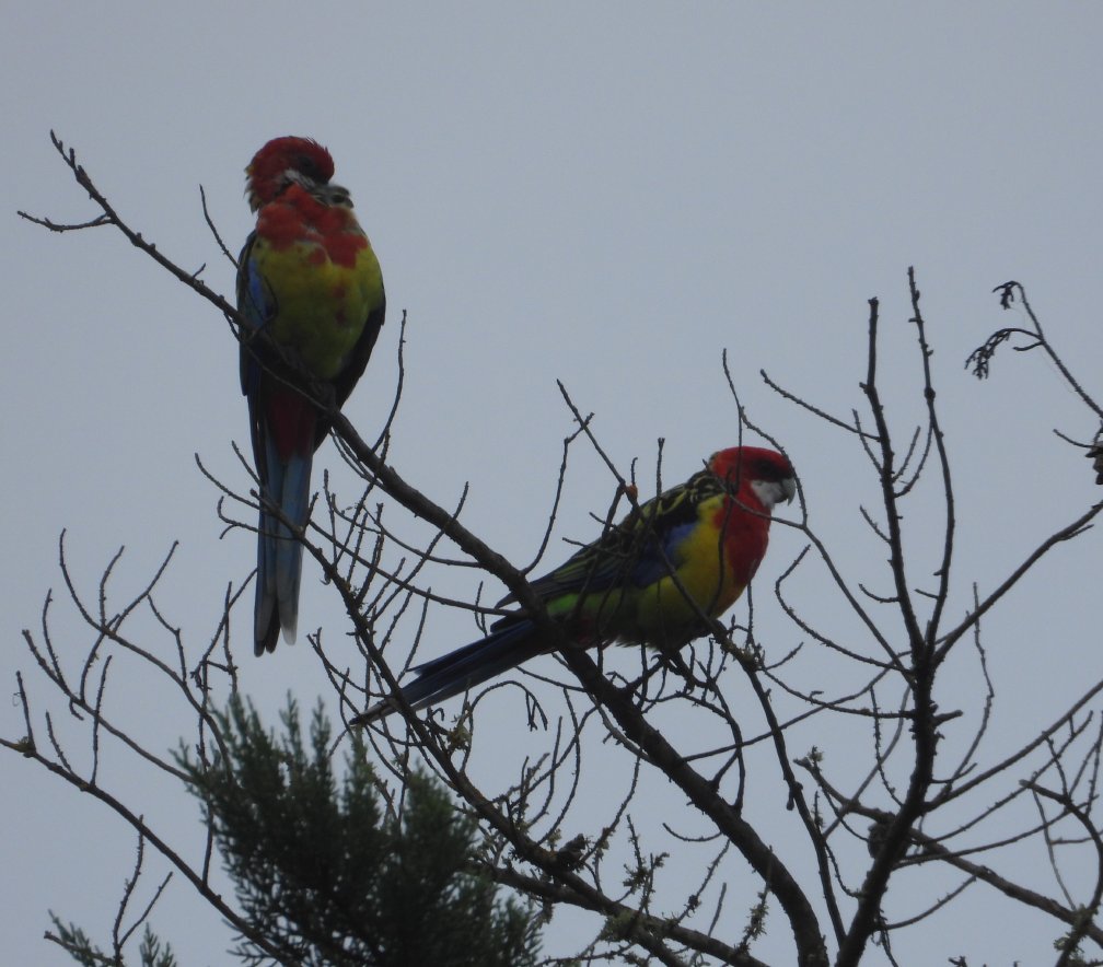 Rosella pair outside my Kitchen window.
#birds #TwitterNatureCommunity
