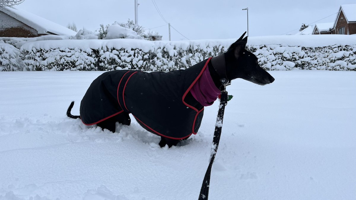 raulduke1979's tweet photo. @HoneyGreyhound Where about's in Yorkshire are you ?? This was 9am this morning in Sheffield !!! https://t.co/T88tUxz5M9