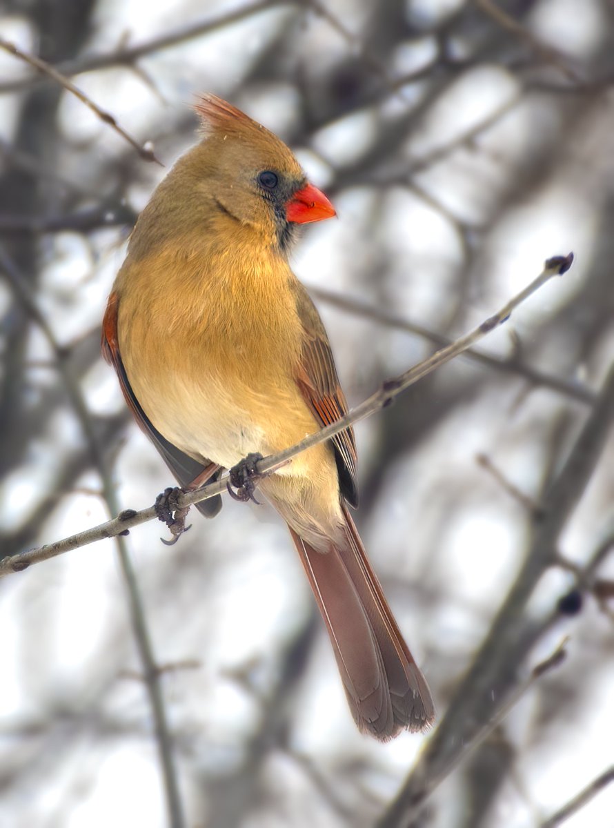 MarcotheLuck's tweet photo. Elegant Female Northern Cardinal, one of our Daily visitors.  #birdwatching #birdphotography #naturephotography https://t.co/YjHhK0itDR