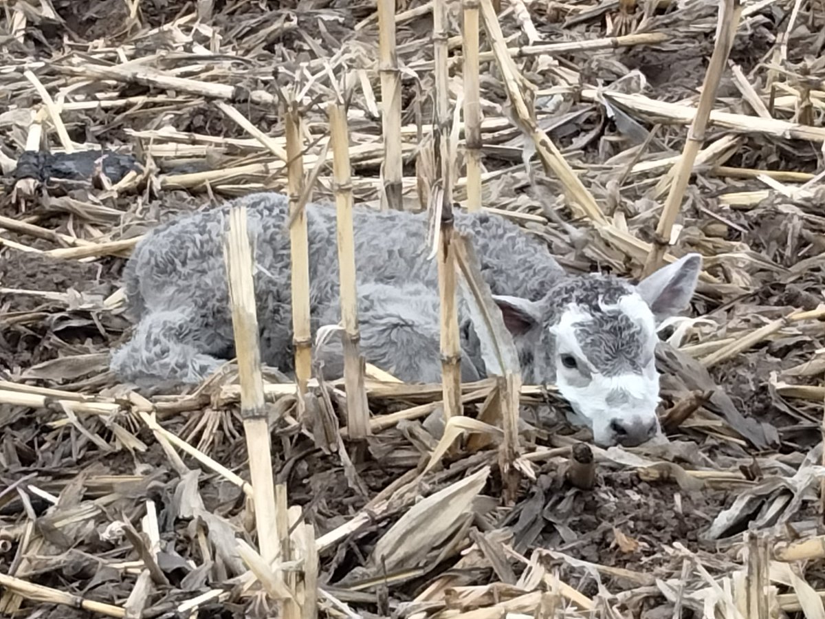 Bovine Thots With Poppin Twats tweet media