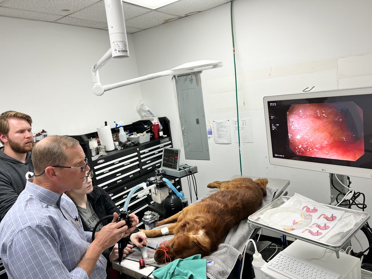 vetOvation's tweet image. VetOvation provides affordable endoscopy, laparoscopy, and vessel sealing technology. We offer in-hospital training and support to help make this technology the standard of care in your hospital.
bit.ly/3OSyYss 

#Vetovation #veterinarysugery #veterinarytools