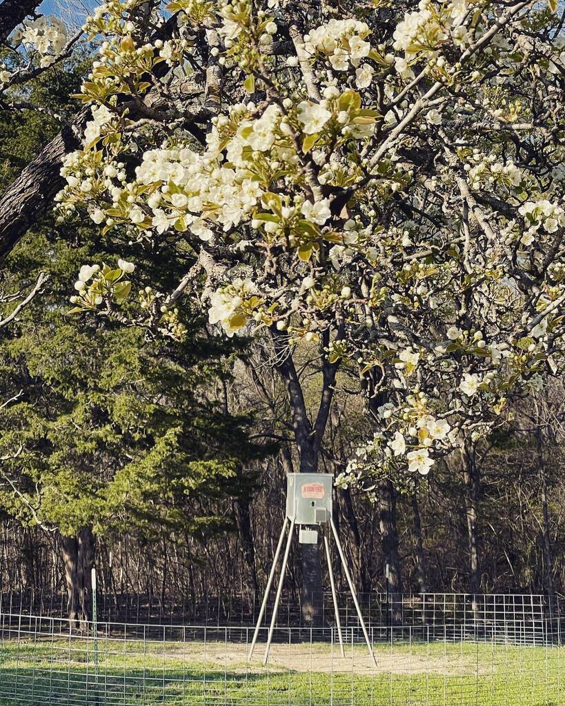 jmfryar's tweet photo. Spring is springing! https://t.co/EhHh1ypPrx https://t.co/WHcjTvjJSA