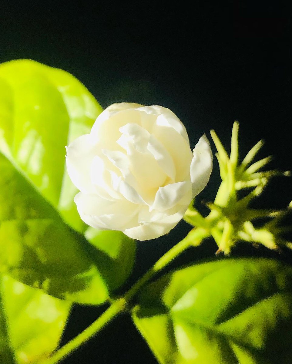 🌸PLANT FOCUS🌸

JASMINE (Jessamine).
Jasmine's meaning varies by place and culture, but it often symbolizes love, beauty or sensuality. 

Its pure white blossoms can also symbolize purity and the value of
 modesty.

OTHER BENEFITS: 

Relaxes and Relieves Stress. 
Great for Skin