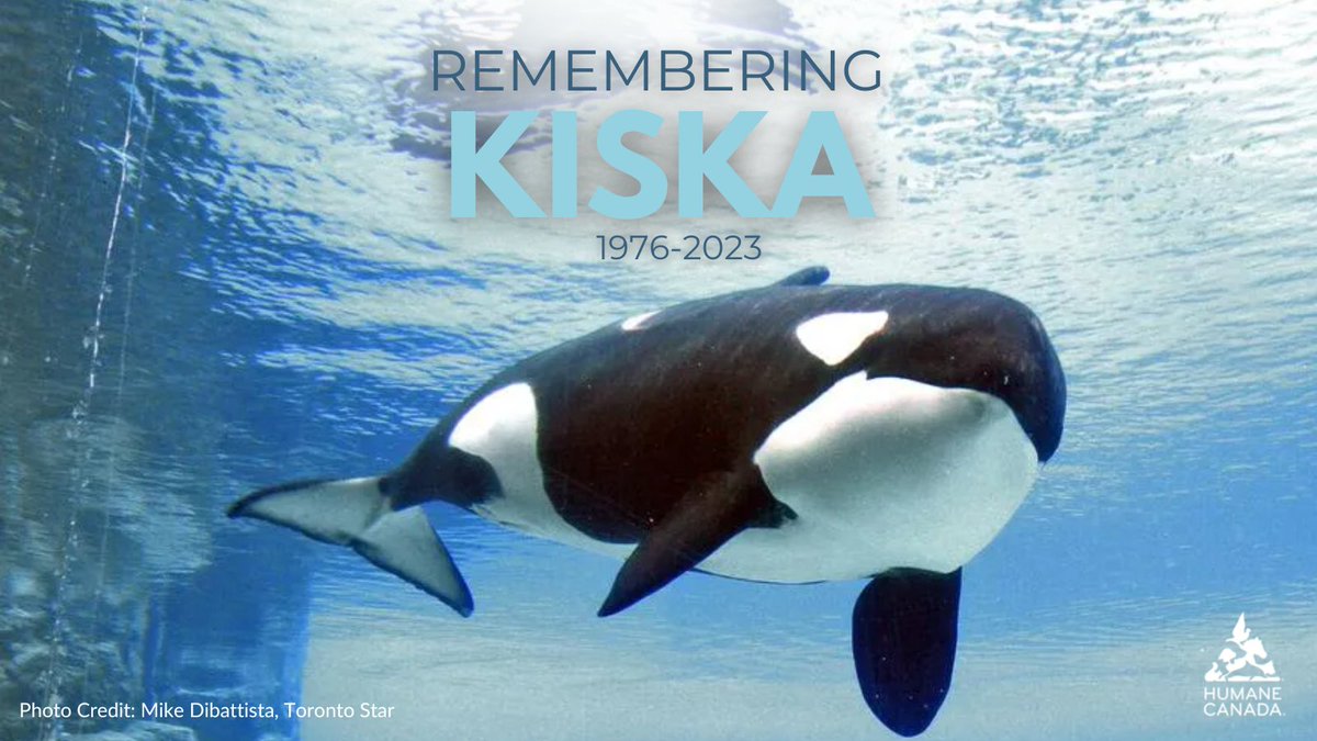 HumaneCanada's tweet photo. It is with a heavy heart that we share the news that Kiska, the last captive orca in Canada, has died after living in captivity for over 43 years. This news is heartbreaking to everyone who has spent years advocating for her freedom and release, including Humane Canada. https://t.co/QMyszSe50t