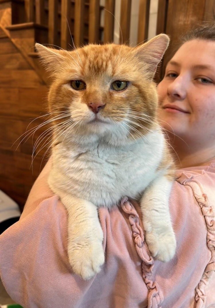 jesterly vibes on Twitter "RT crits4cats Have I got a CAT for YOU