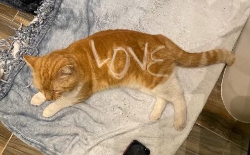 crits4cats's tweet photo. Have I got a CAT for YOU. This is Mr. Lover, a FIV+ HIMBO of an orange man available for adoption in the Mid-Atlantic US. Look at his markings!!! He literally has the word LOVE written on him!! Despite his FIV+, he can live w/other cats! Apply to adopt :https://t.co/KocETl0UZf https://t.co/EvCJCceki4