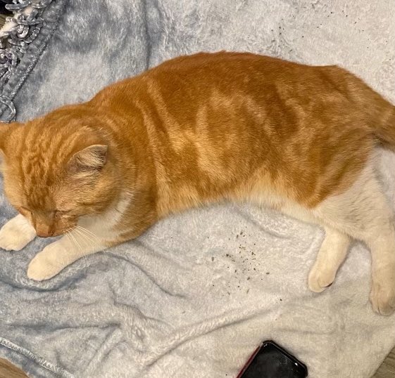 jesterly vibes on Twitter "RT crits4cats Have I got a CAT for YOU