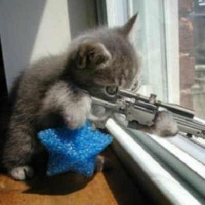 acentsu's tweet photo. @HasbullaHive Kitty Hasbulla https://t.co/enh7lF9idw