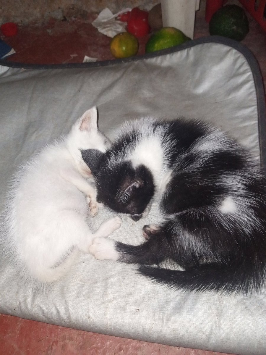 Sebastian_fx_18's tweet photo. En adopción mininos✨🇪🇨tienen 1 mes y medio,hembra y macho https://t.co/GC90cAiWgE