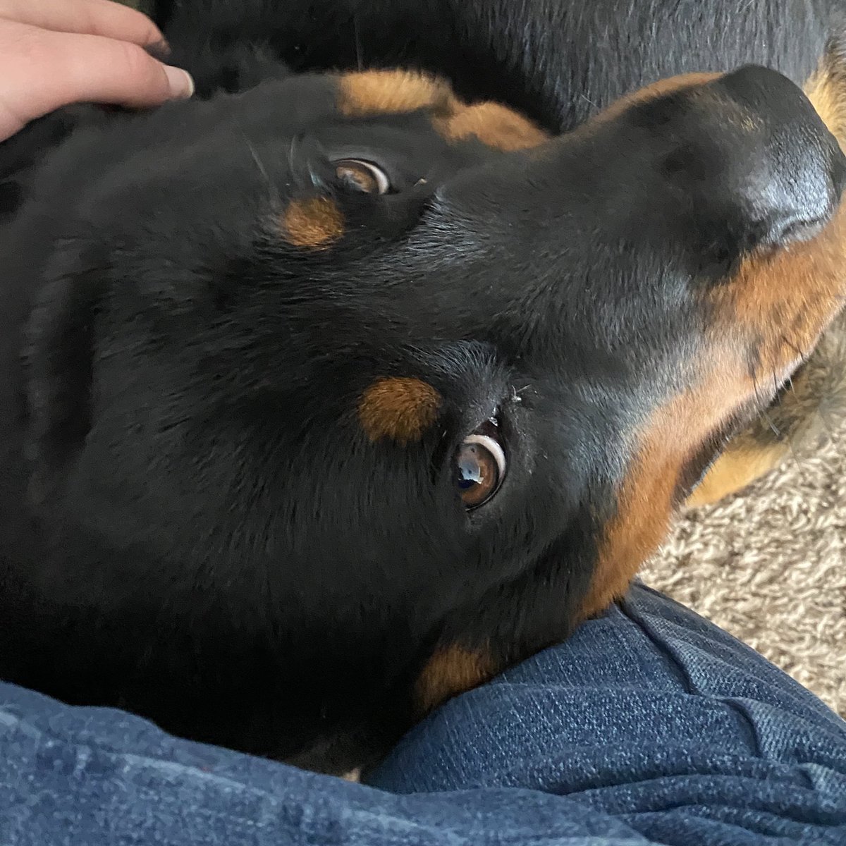 His name is Walter but I tend to call him Bear. Sometimes he really just looks like a bear 😂