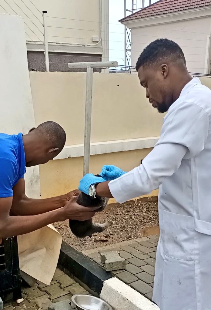 AuduOkpe's tweet photo. During my house call visit ..
💥Oral medication to a pup.. https://t.co/fPfP1nERO7