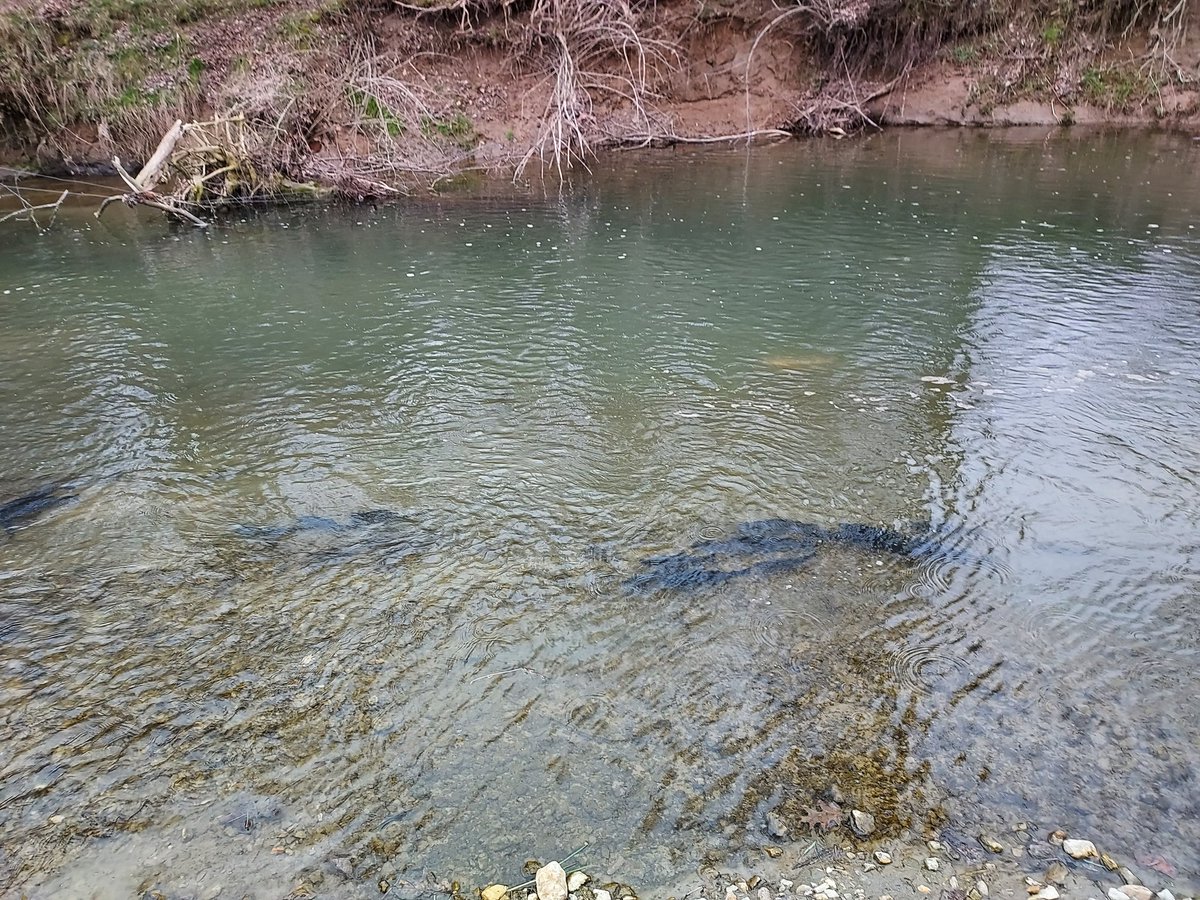 KimIngram22's tweet image. How was your Friday?? #trouttransporters @lshspioneers @LSPioneers killed it stocking #trout with the @pafishandboat today!!! #lifeskills #community #lovewhereyoulive #lovewhereyouwork